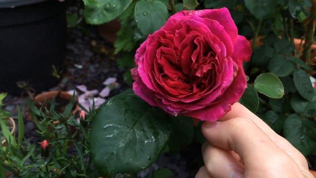 Othello Rose by David Austin - my first bloom! Exciting! Smells AMAZING | English Rose | Rose Garde смотреть онлайн