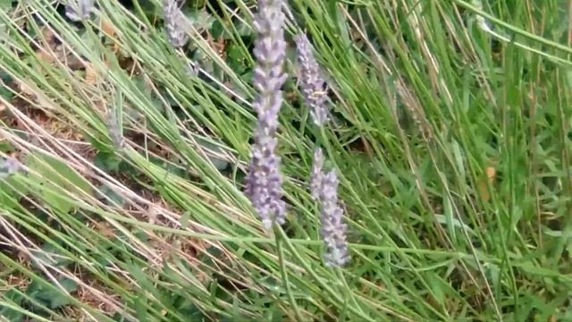 LAVENDER (LAVANDULA) VLOG - SKIN CONDITIONS / ANXIETY смотреть онлайн