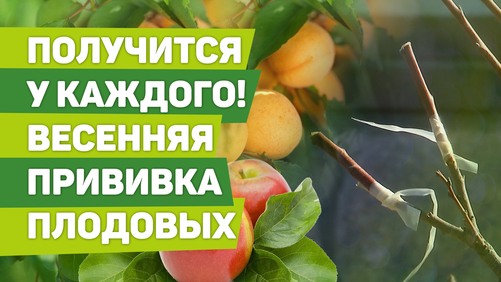 Весенняя прививка деревьев. Мастер -класс опытного агронома смотреть онлайн
