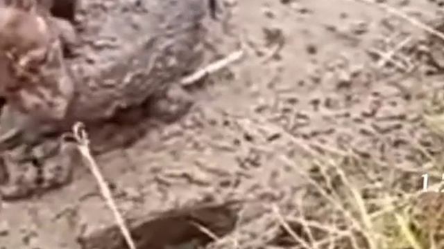 PITBULL CAUGHT KOMODO 🐉 DRAGON смотреть онлайн