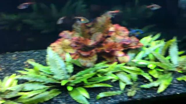20 Gallon Planted Tank ...update 4 смотреть онлайн