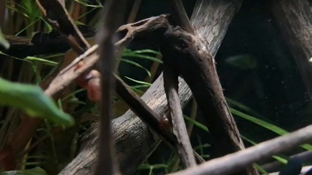 ВСЯ ПРАВДА О ЗАМОРОЖЕННОМ КОРМЕ ДЛЯ АКВАРИУМНЫХ РЫБОК смотреть онлайн