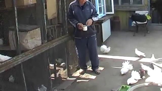 Голуби ВАЛЕЕВА М.К. г.Семипалатинск 2017 смотреть онлайн