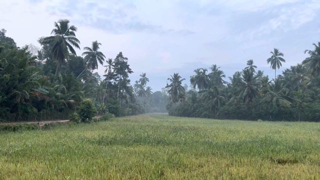 Остров Шри Ланка джунгли смотреть онлайн