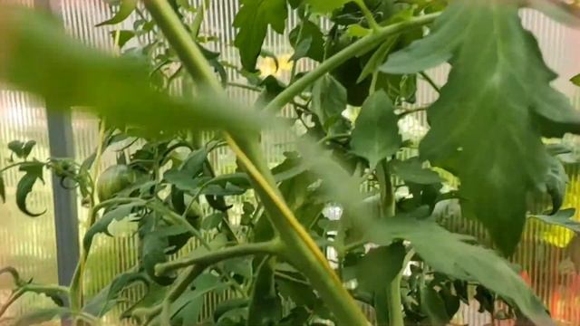 Пересортица смотреть онлайн