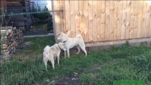 laikazsl.blogspot.com Лаечники Урала Шмелев Евгений