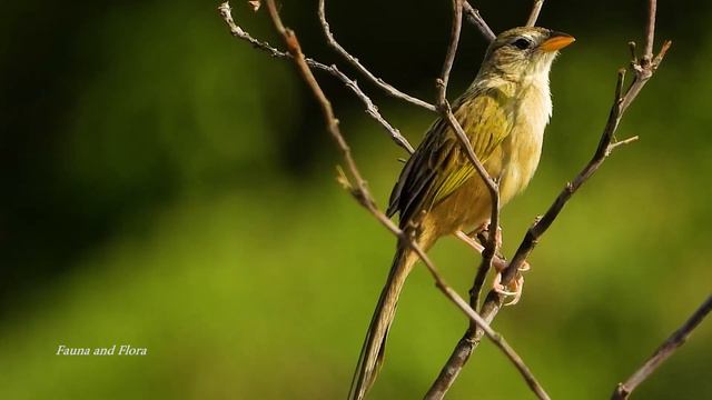 WEDGE-TAILED GRASS-FINCH singing (EMBERIZOIDES HERBICOLA), CANÁRIO DO CAMPO, Birds free in the wild смотреть онлайн