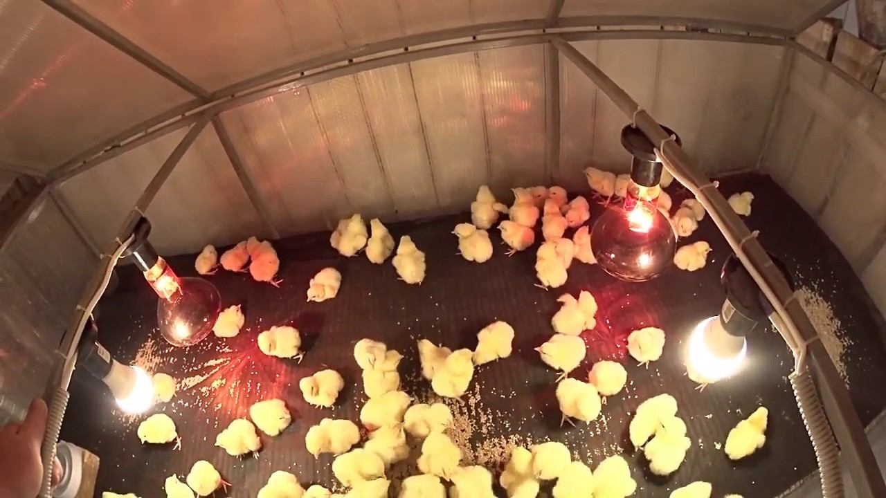 Цыплята РОСС 308 вылупилось 92% Инкубация куриных яиц смотреть онлайн