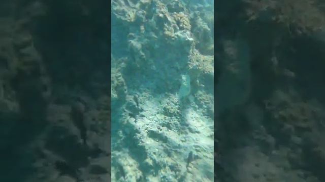 Морская безмятежность смотреть онлайн