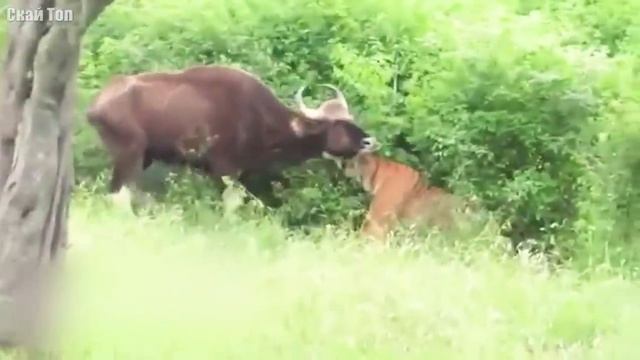 Самые большие хищники нашей планеты!
