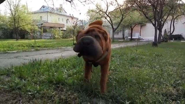 ШАРПЕЙ mon HERMES SHAR PEI MON HERMES шар пей смотреть онлайн