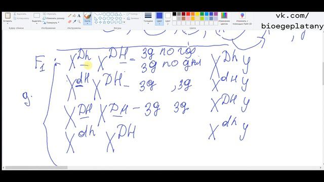 ЕГЭ 2023 задание 29, генетическая задача. смотреть онлайн