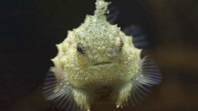 необычные морские животные смотреть онлайн