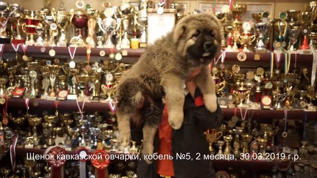 Питомник Кавказских овчарок, продажа щенков, кобель. www.r-risk.ru +7 926 220-56-03 Ягодкина Татьян смотреть онлайн