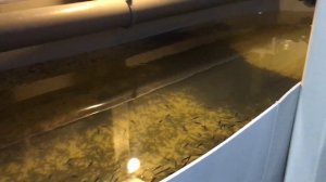 Инкубация икры форели. Пересадка в личиночник