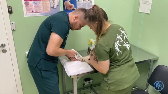 Забор крови у кошки смотреть онлайн