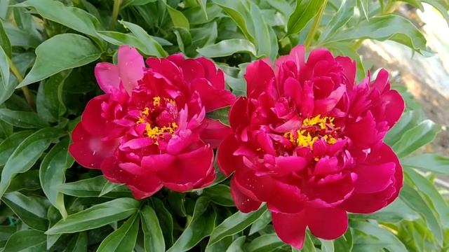 Пион Peter Brand. смотреть онлайн