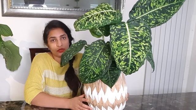 Dieffenbachia Reflector|Dumb Cane Care смотреть онлайн