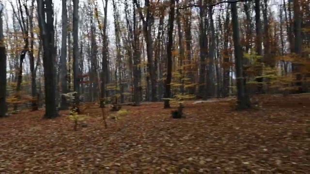 Девочка на моноколесе (EUC) в лесу смотреть онлайн