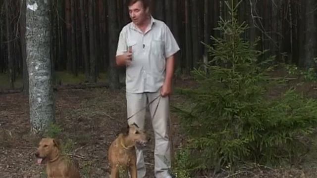 Голосеменные растения.AVI смотреть онлайн