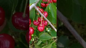 черешня сорта Крупноплодная