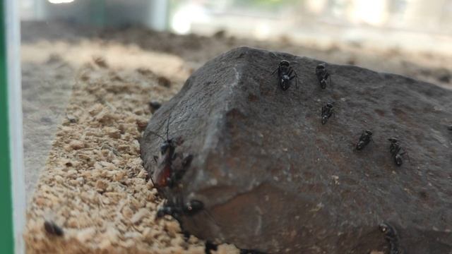 Самец муравья Степной бегунок смотреть онлайн