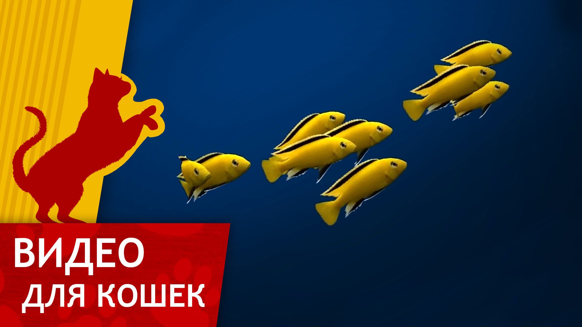 Видео для кошек - Желтые рыбки (Развлеки своего кота) смотреть онлайн