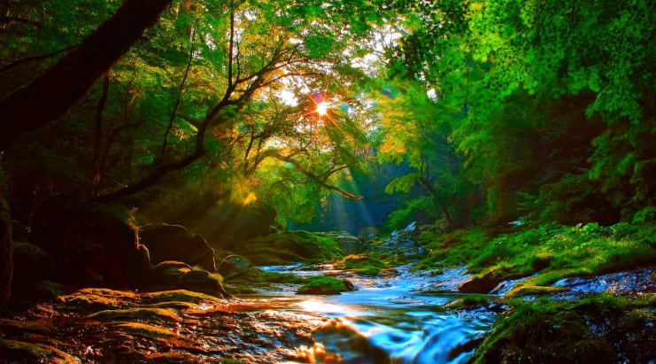 Успокаивающий лесной ручей мягко струящийся ✦ Звуки леса и пение птиц ✦ Relax Sleep смотреть онлайн