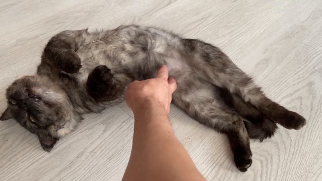 Лохматые гуляют а мы пытаемся розу подстричь смотреть онлайн