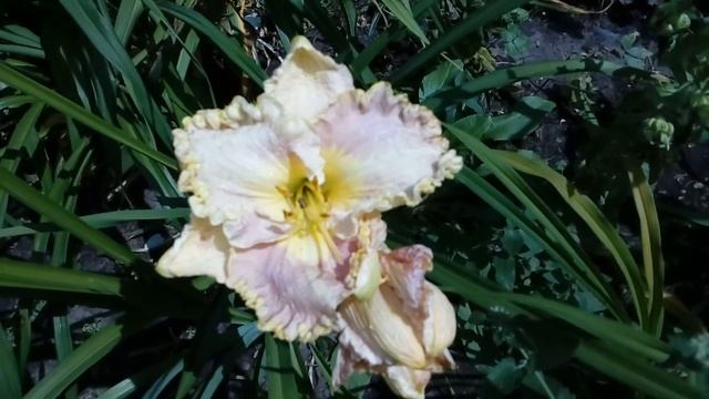 Лилейники в моем саду беспрерывного цветения.Hemerocallis20 июня 2017 # мой сад # лилейники смотреть онлайн