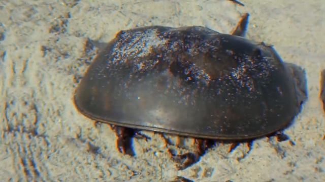 Самые Дорогие Животные Жидкости смотреть онлайн