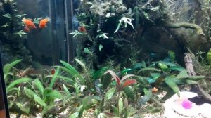 Как облегчить вылов рыбок из аквариума.