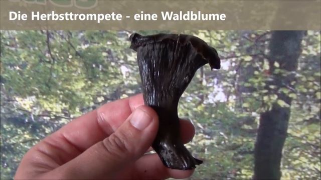 Die Herbsttrompete oder Totentrompete Craterellus cornucopioides ein Würzpilz zum Verlieben смотреть онлайн