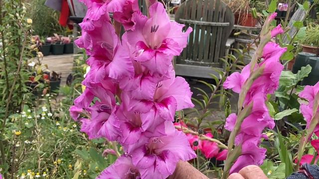 Gladiolas - Part II - The 2022 Harvesting History Gladiolus Collection смотреть онлайн