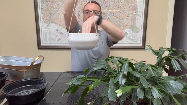 Repotting Thanksgiving Cactus! Important tips! Should you? When? How? смотреть онлайн