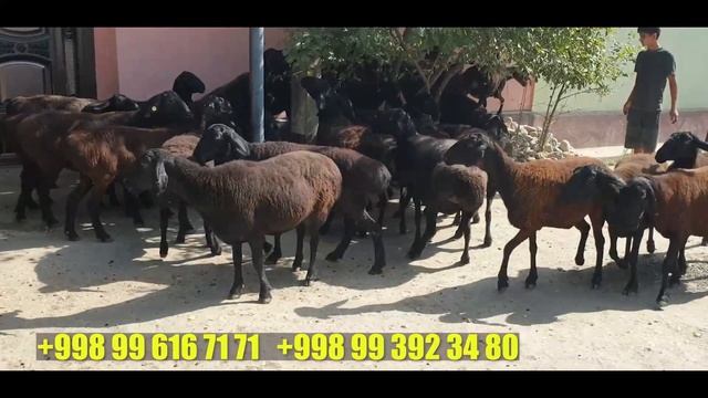 Tojikistonning xisori bo‘g‘oz qo‘ylari yetib keldi shoshiling dastafka bepul.27 09 2022. смотреть онлайн