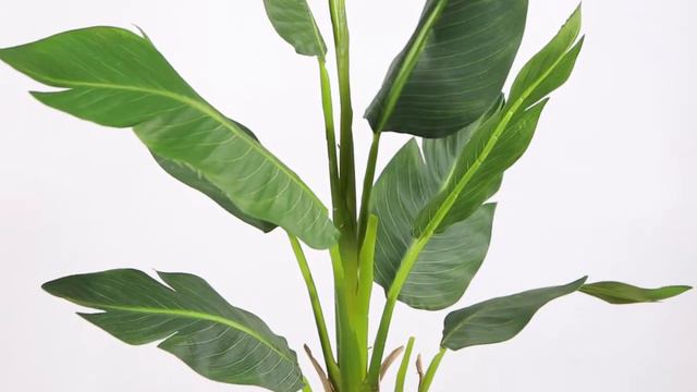 ZAPO ARTIFICIAL BIRD OF PARADISE POTTED PLANT 3' смотреть онлайн