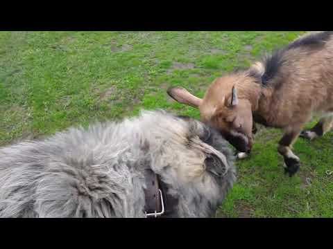 Травка зеленеет, солнышко блестит.