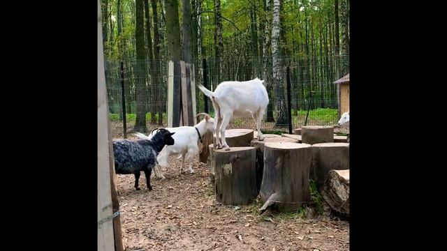 Интересные места# Парк Завидное #чумовое место смотреть онлайн