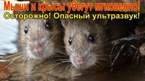 ☠7 минут ужаса для грызунов! Осторожно! Ультразвук!/7 minutes of horror for rodents! Carefully!