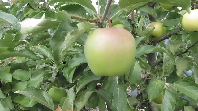 Много сортовая яблоня на подвое 62-396 18 июля 2018г. смотреть онлайн