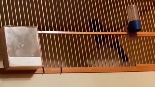 Черногорлая китайская тимелия. смотреть онлайн