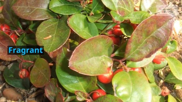 Gaultheria Procumbens Growing Guide (Checkerberry) By Gardeners HQ