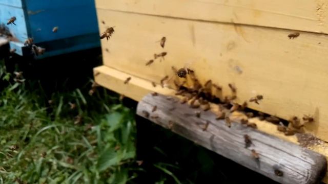 Серая кавказская пчела смотреть онлайн