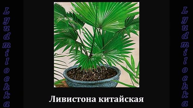 Размещение комнатных растений (Западное окно) смотреть онлайн