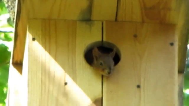 Бельчонок в домике. Squirrel in the house. 松鼠在房子里. смотреть онлайн