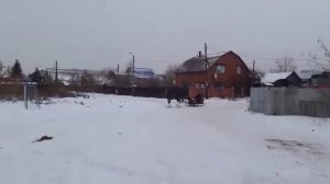 Продам орловского рысака и кошеву 89124776158