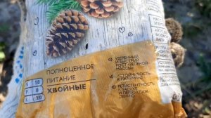 Кипарисовик элвуди. Высаживаю в открытый грунт.