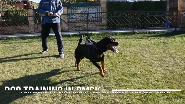 Working dog - Rottweilers of the kennel SIBIRSKAYA ZVEZDA. смотреть онлайн