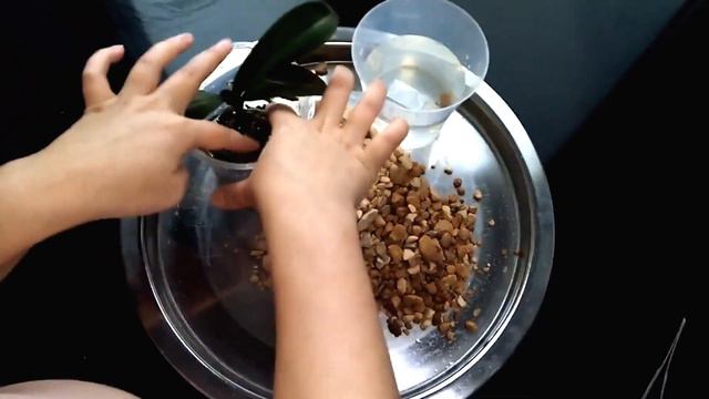 Орхидея в Zeoflora (Цеофлоре), пересадка в другой грунт